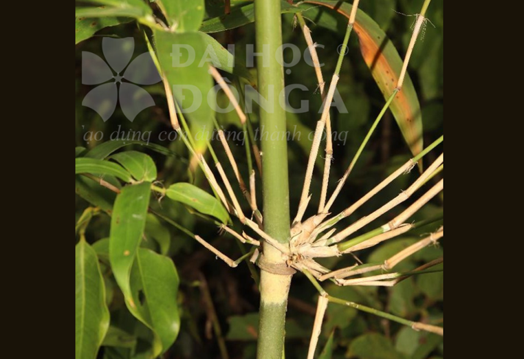 Sặt Sơn Trà - Đà Nẵng (Arundinaria sp.4)